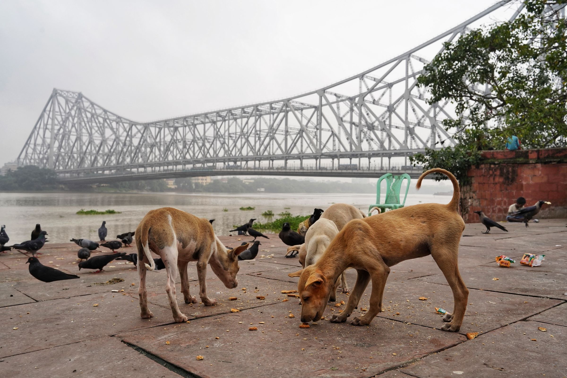 Street dogs eating near Howrah Bridge in Kolkata