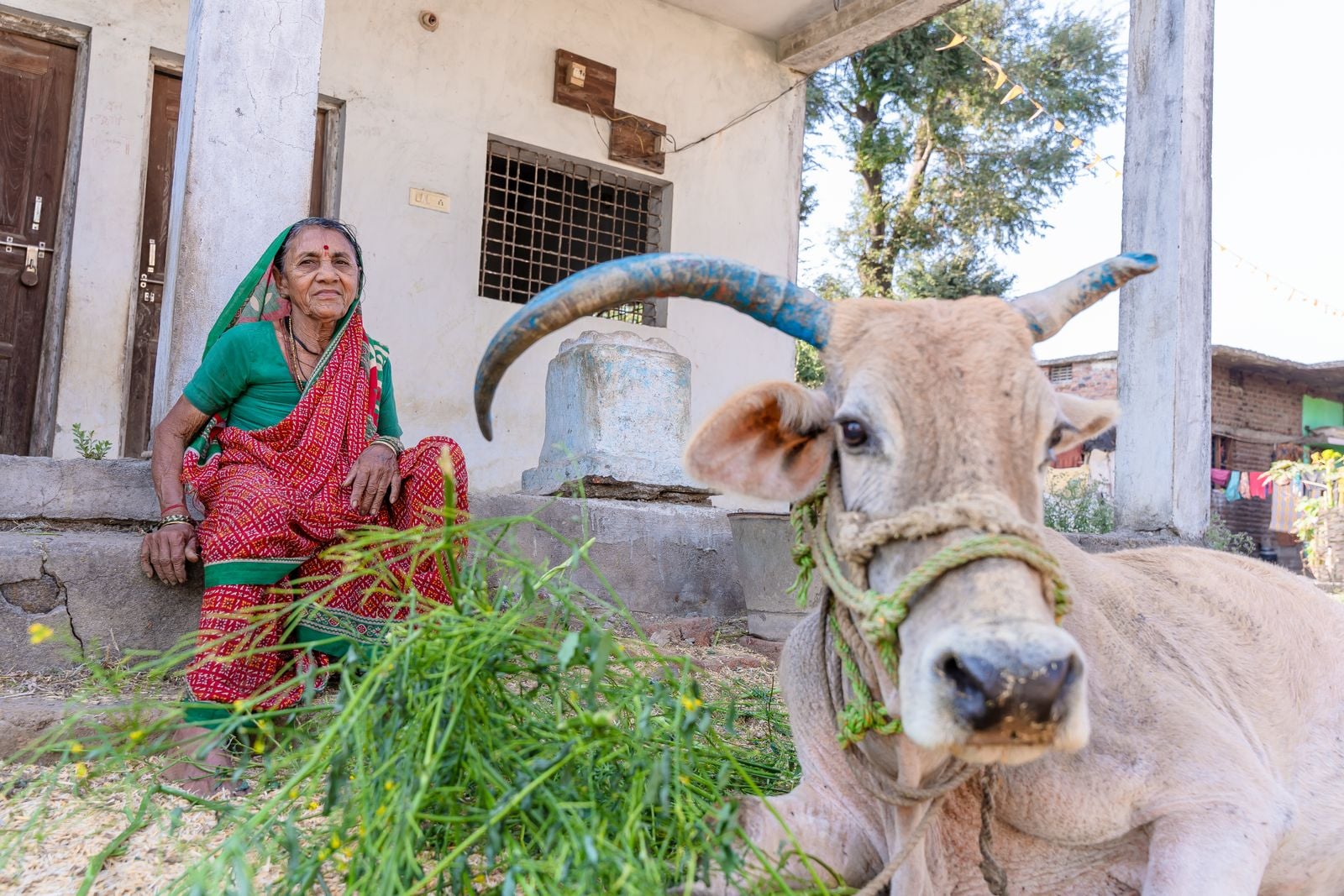 An older woman sitting beside cattle outside a village home in Maharashtra