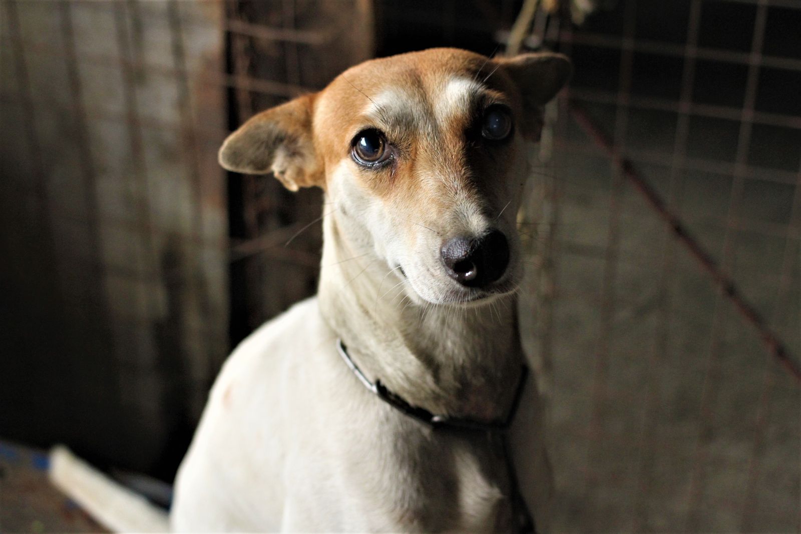 A white and brown dog looking out from an animal shelter